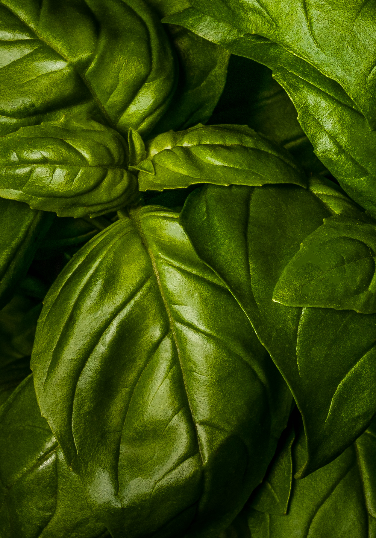 Photography - Basil
